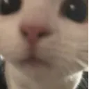 cat_stare2