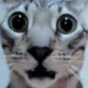 cat_gawd