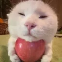 cat_apple cat_apple