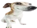 awesomedogremovebg Discord Emoji