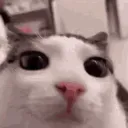 plinK