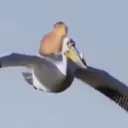 CapyPelican
