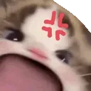 4cat_mad