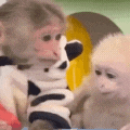 Monkey_love Discord emoji