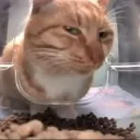 cat_malo