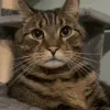 MajiPunch
