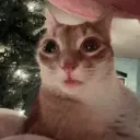 catErm14