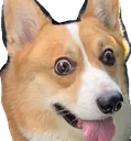 CorgiWat