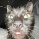 Cat_wej Cat_wej