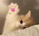 RT_Michiola