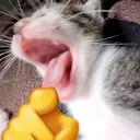 troll_cat