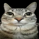 CatStare3