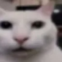 catstare