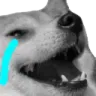 Dogkekesad_bcq