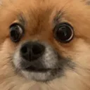 dogsad_bcq