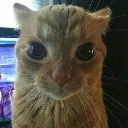 stare