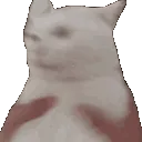 shaken_cat