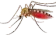Mosquito