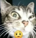 sus_cat