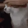 catpatgif