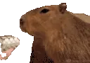 Capynom