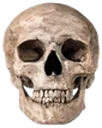 skullreal skullreal