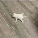 ded