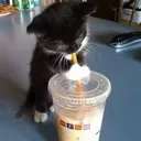 sip sip
