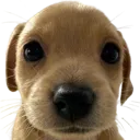 jellydog