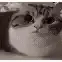 Z_gatoBOOM