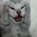 gatosufriendo