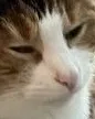 CatStare