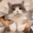 6912catdancing