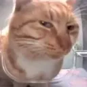 Sus