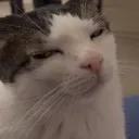 lunacrunchycatside Discord Emoji