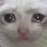 SadCat