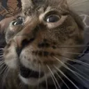 bleh