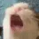 CatScree