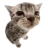 Goofyahhcat