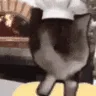 CatChefCook