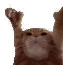 CatDance