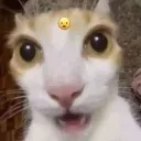 cat_2_huh
