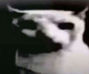 gato Discord emoji