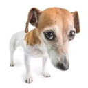 perro Discord emoji