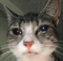 gatotriste Discord emoji