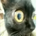 Cat_Jinx_Stare