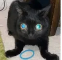 Cat_Jinx_Hehe_Haha Cat_Jinx_Hehe_Haha