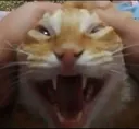 Catscream