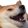 lol_doggo