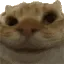 yesCat
